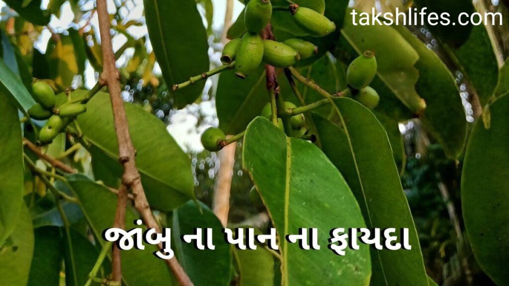 જાંબુના-પાનના-ફાયદા