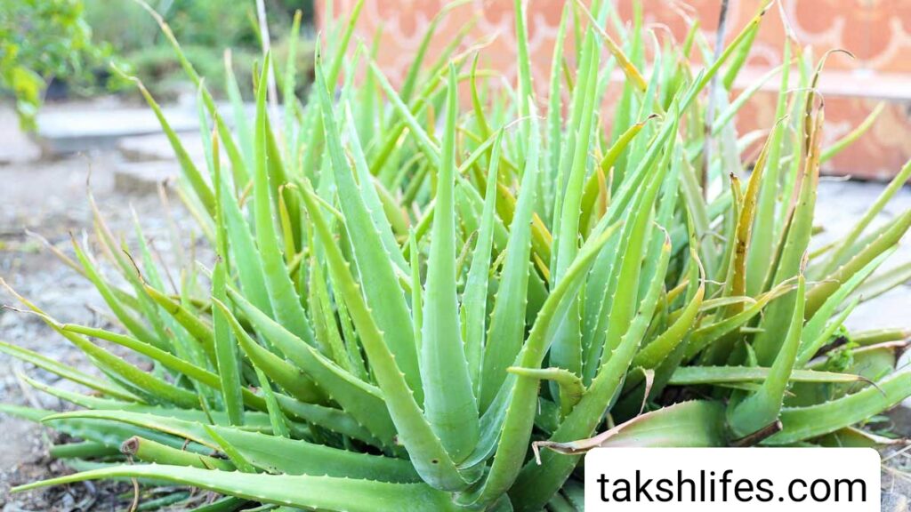 Benefits-of-Aloevera-Juice