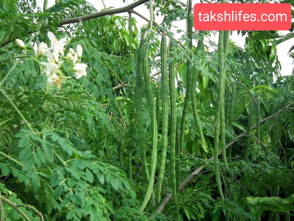 સરગવો ખાવાના ફાયદા | Benefits of Eating Drumsticks 3 સરગવાની-શીંગ,-ફૂલ-અને-પાન-ગુણકારી