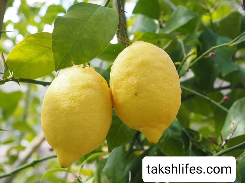 લીંબુ ખાવાના ફાયદા | Benefits of eating lemon 9 લીંબુના-મુખ્ય-પોષક-તત્ત્વો