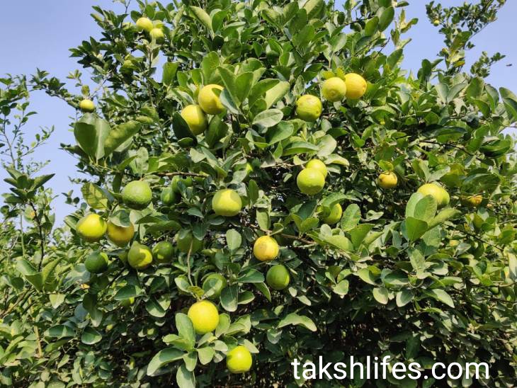 લીંબુ ખાવાના ફાયદા | Benefits of eating lemon 4 લીંબુની-ખેતી
