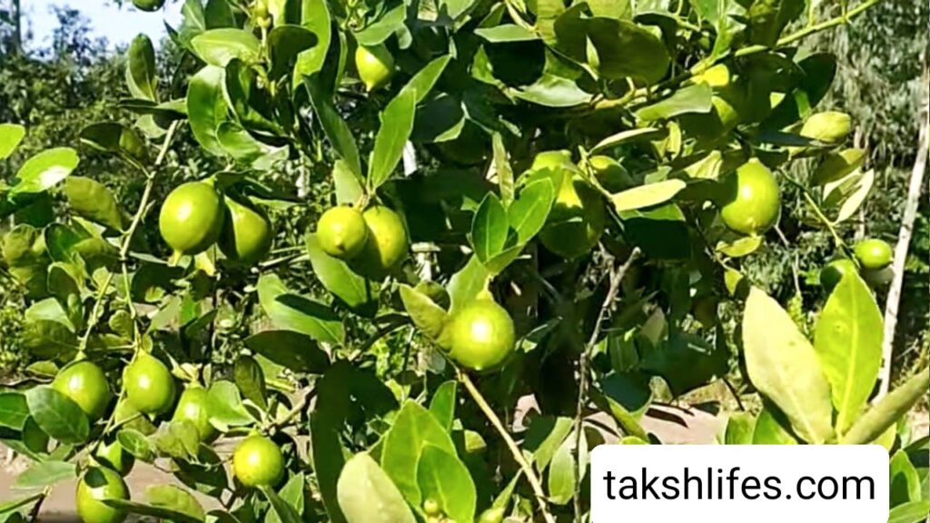 લીંબુ ખાવાના ફાયદા | Benefits of eating lemon 5 લીંબુના-છોડની-સંભાળ